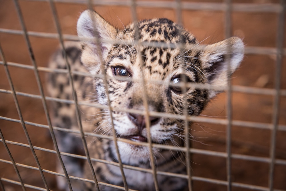 holiday-gifts-gifting-a-pet-lifetime-commitment-animal-welfare-exotic-pet-ownership-exotic-pet-trade-harms-the-animals-many-die-in-transit-support-non-profit-animal-sanctuary-San-Diego-wildlife-rescue