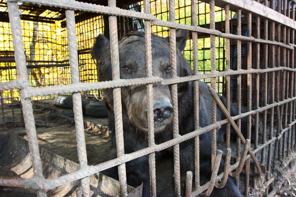 animal-rights-advocates-animal-suffering-animal-protection-Richard-Martin-Animal-Welfare-Act