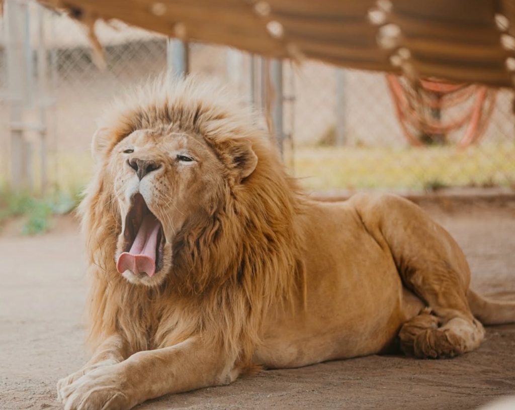 lions-dream-slow-wave-waking-life-strength-and-power-electrical-activity-rapid-eye-movement-neurons-fired-the-San-Diego-animal-sanctuary-Lions-Tigers-and-Bears-Bobbi-Brink-Lufano-Louie-the-lion