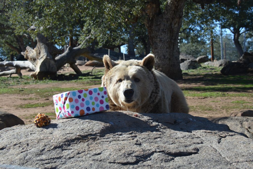 bear-exploring-puzzle-feeder-enrichment-activities-mimics-stalking-prey-developing-life-skills-social-bonds
