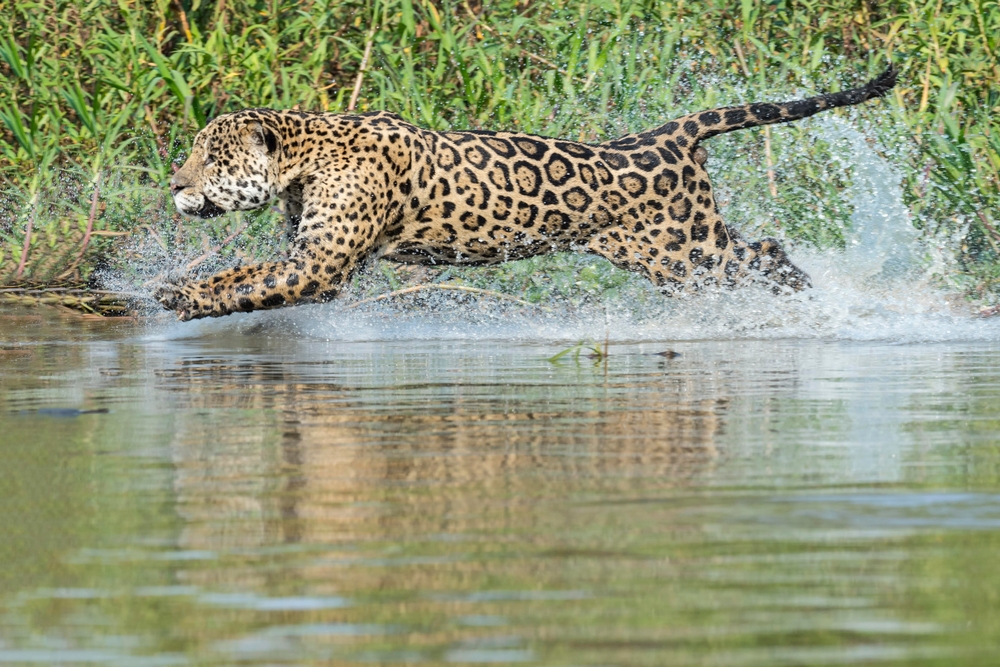 Panama-canal-Panthera-onca-wildlife-traffickers-Big-Cat-Public-Safety Act-largest-cat