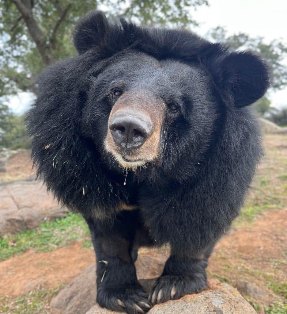 donations-are-tax-deductible-your-donations-help-provide-veterinary-care-food-and-supplies-enrichment-programs-exotic-animals-like-this-Himalayan-black-bear

