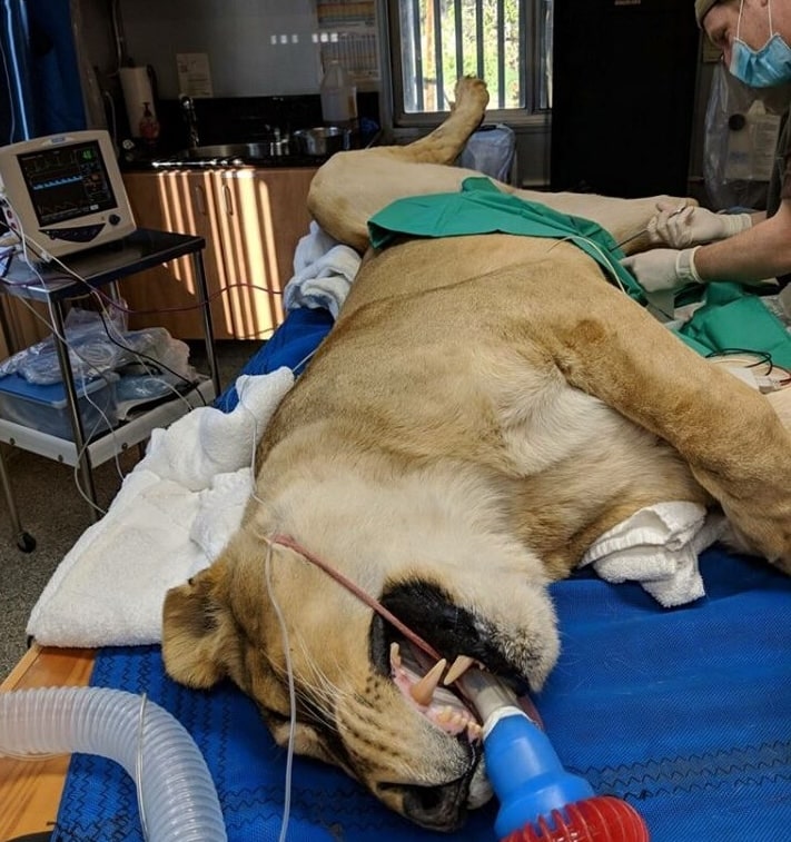 rescue-animals-exotic-cats-501-c-3-nonprofit-organization-monetary-donations-save-lives-like-this-lion-veterinary-care-medical-expenses