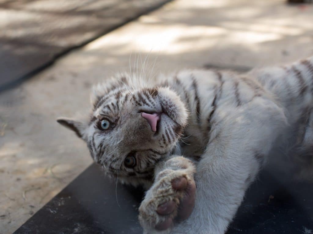 injured-or-orphaned-tiger-cub-Nola-animal-sanctuary-standards-exotic-animal-rescue-animal-donations-California-wildlife-large-animal-rescue-influence-legislation-Big-Cat-Public-Safety-Act