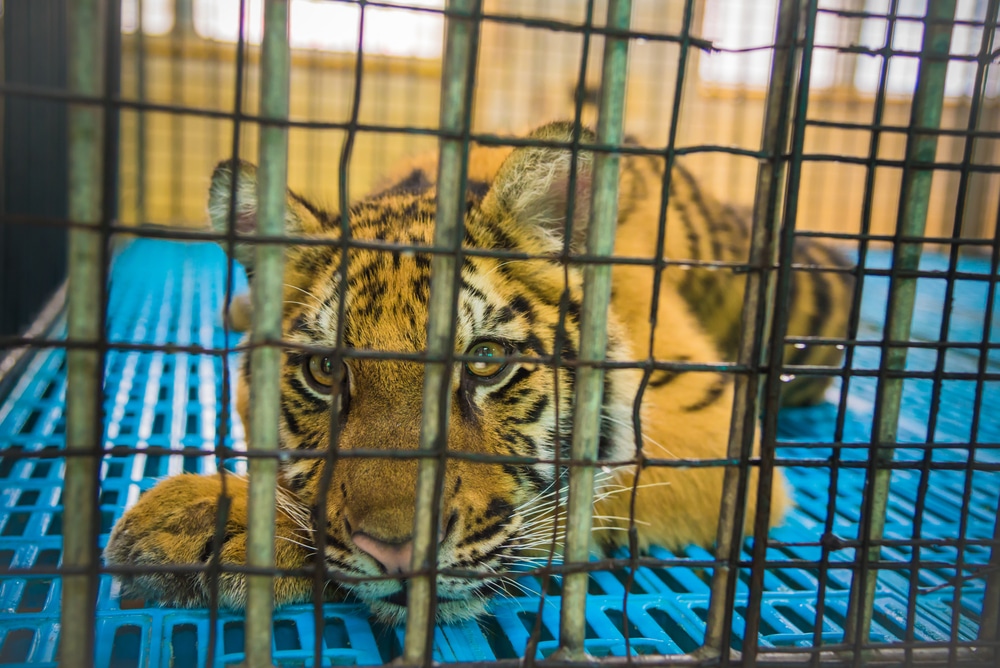big-cat-rescue-accredited-animal-sanctuaries-wildlife-trafficking-Animal-Welfare-Act-The-Big-Cat-Public-Safety-Act-big-cats-as-pets-animal-park-zoo-owner-social-media-animal-cruelty