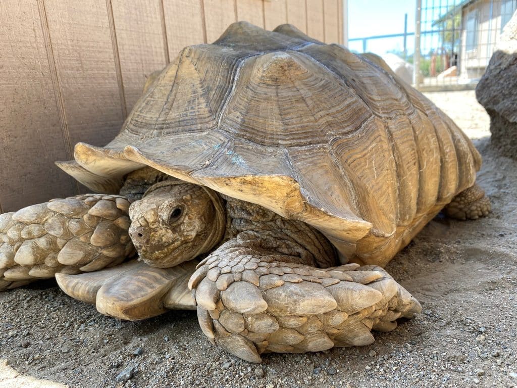Donashello-our-sulcata-tortoise-lifespan-Aldabra-giant-tortoise-100-pounds-hibiscus-leaves-habitat-loss-semi-arid-reptile-species