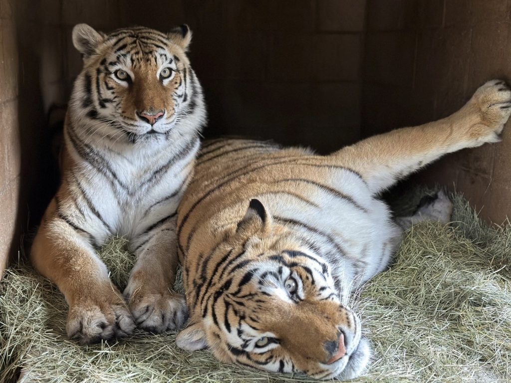 Jem-Zoe-rescued-tigers-heal-from-Netflix-Documentary-Tiger-King-at-Lions-Tigers-and-Bears-exotic-animal-sanctuary-in-San-Diego-California