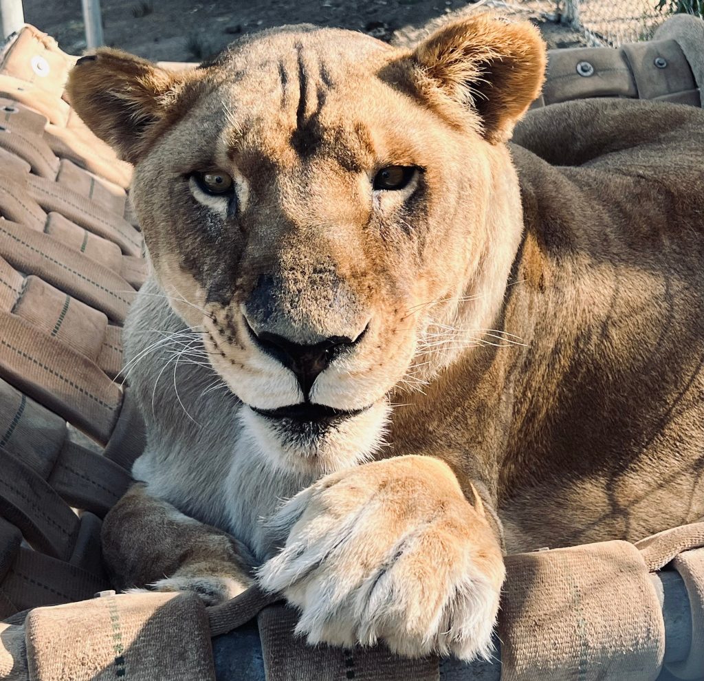 Suri-Lion-big-cat-paws-retractable-claws-exotic-cat-sanctuary-tiger-claws-animal-kingdom