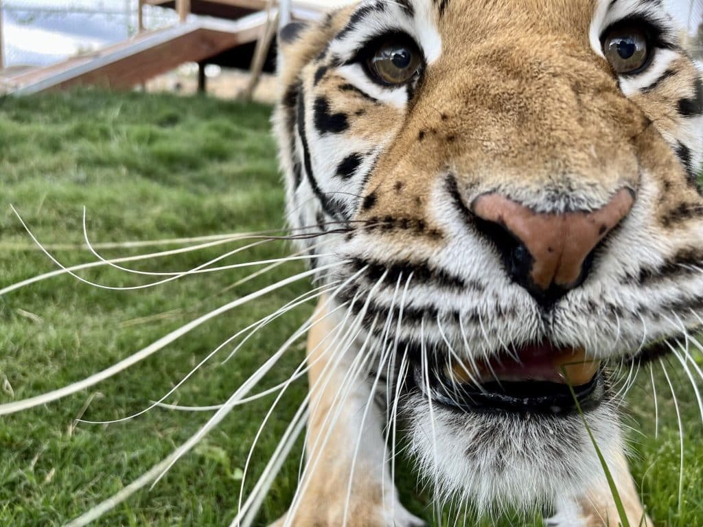 tiger-whiskers-big-cat-vibrissae-whiskers-on-cats-hair-folociles-upper-lip-animal-education-mammals