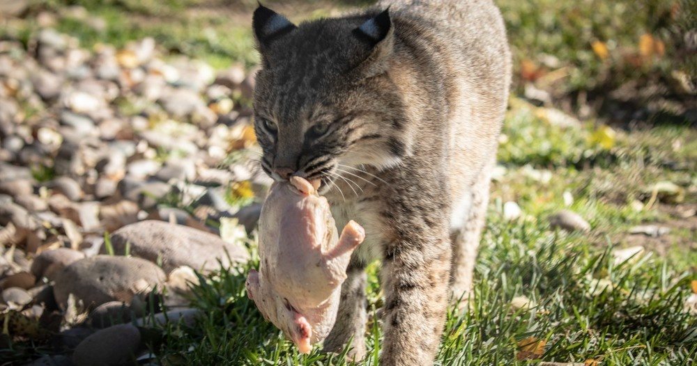 bobcat-eating-at-accredited-animal-sanctuary-Lions-Tigers-&-Bears-what-do-big-cats-eat-wild-cats-apex-predators-body-weight