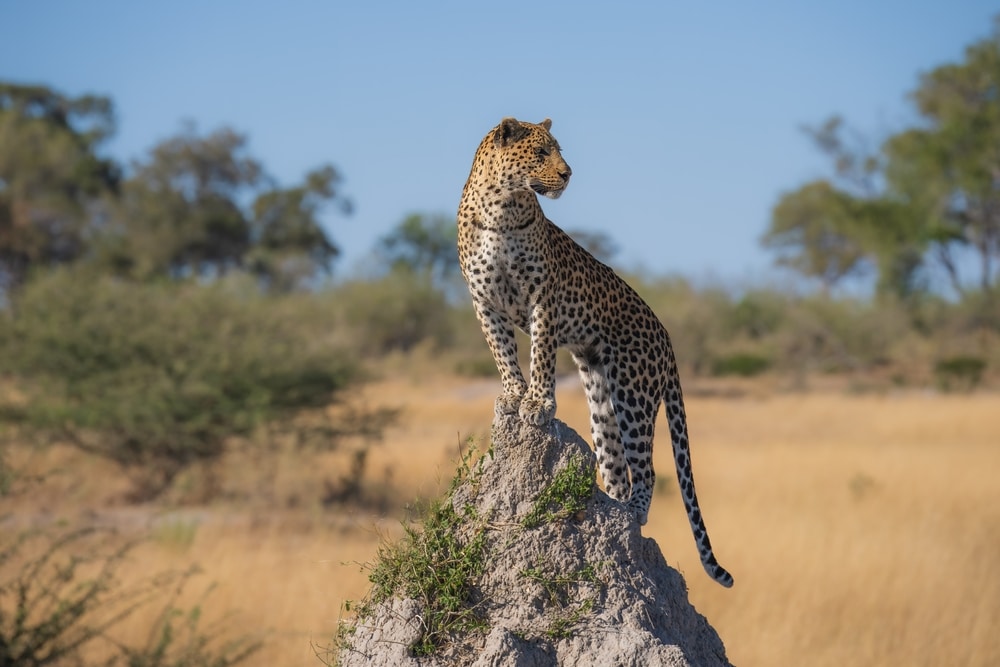 leopard-behavior-silent-stalkers-elusive-big-cats-East-Asia-African-wildlife-endangered-species-accredited-animal-sanctuary-Panthera-pardus