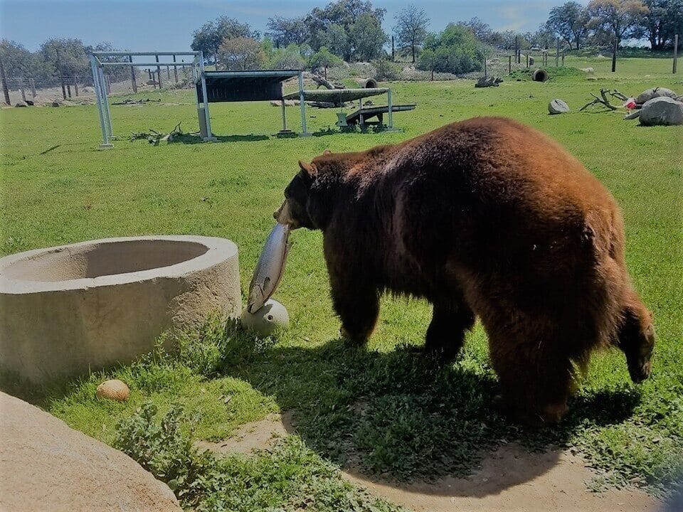 support-our-exotic-animal-sanctuary-in-San-Diego-CA-today-brown-bear-carrying-fish-to-eat-in-natural-habitat