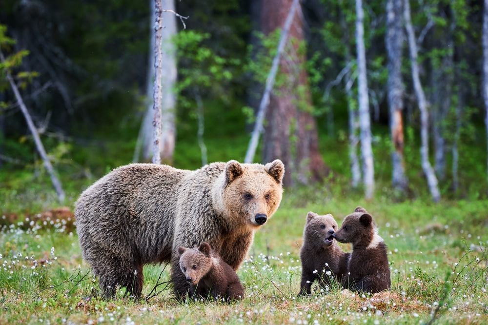 mother-brown-bear-and-her-3-bear-cubs-in-a-forest-in-the-United-States-of-America-National-Park-Service-North-America-bear-populations-habitat-plant-growth-ecological-roles-black-bears-grizzly-bear