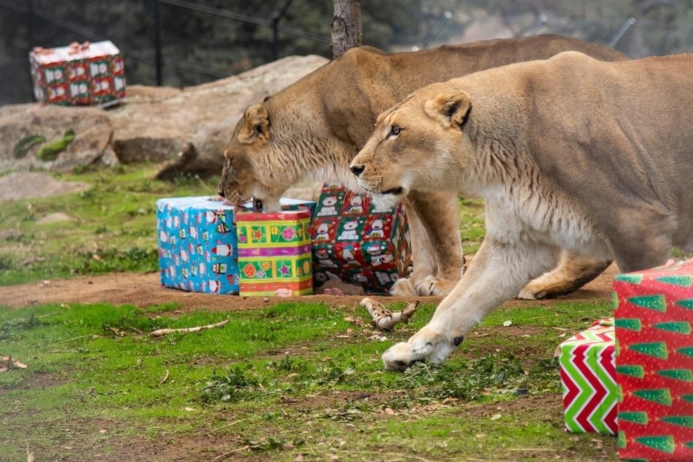 lions-approaching-puzzle-feeders-physical-activity-mental-health-animal-wellness-animal-enrichment-animal-care-problem-solve-Global-Federation-of-Animal-Sanctuaries-GFAS