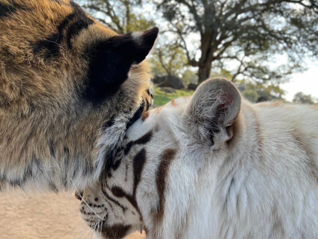 big-cat-rescue-tigers-Moka-Nola-intimate-moments-body-posture-house-cats-feel-good-high-pitched-tigers-roar